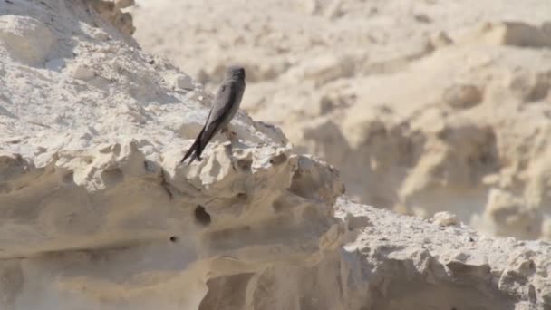 Саперный сокол на скале — стоковое видео