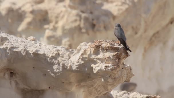 Halcón holgazán sobre roca — Vídeos de Stock