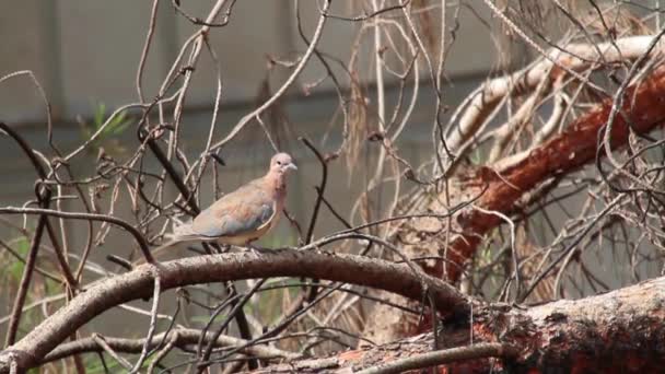 Pássaro senta-se na árvore — Vídeo de Stock