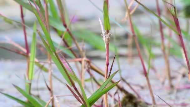 Libelle auf Pflanze am Wasser — Stockvideo