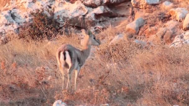 Gacela de montaña israelí — Vídeo de stock