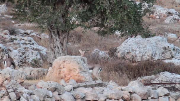 Mountain gazelles feeding — Stock Video