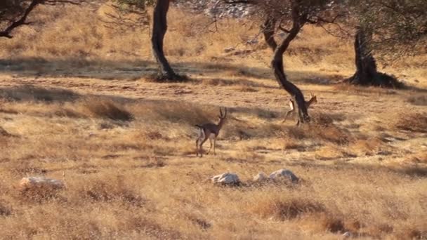 Israëlische berg Gazellen — Stockvideo