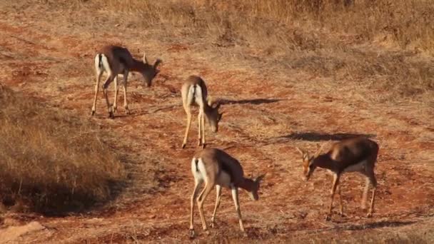 gazelle de montagne combats 