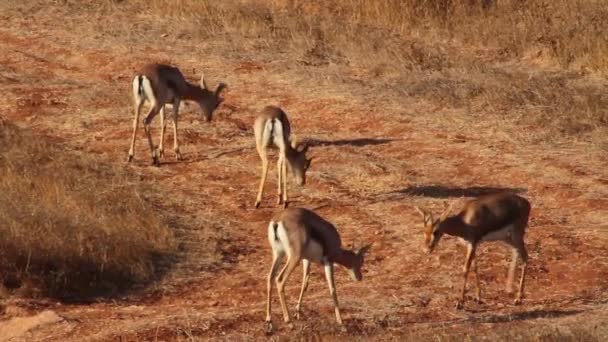 Berg gazelle vechten — Stockvideo