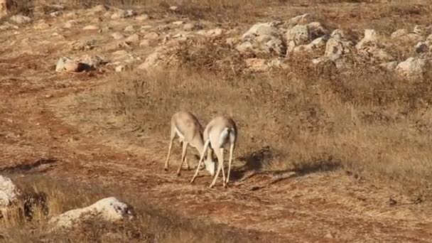 Berg gazelle vechten — Stockvideo