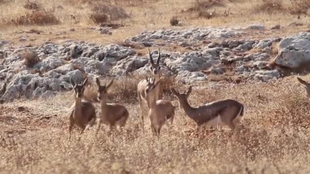 Gacelas de montaña israelíes — Vídeos de Stock