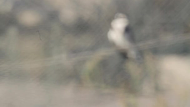 Pecho blanco Kingfisher — Vídeo de stock