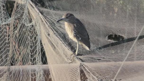 Night heron staat op net — Stockvideo