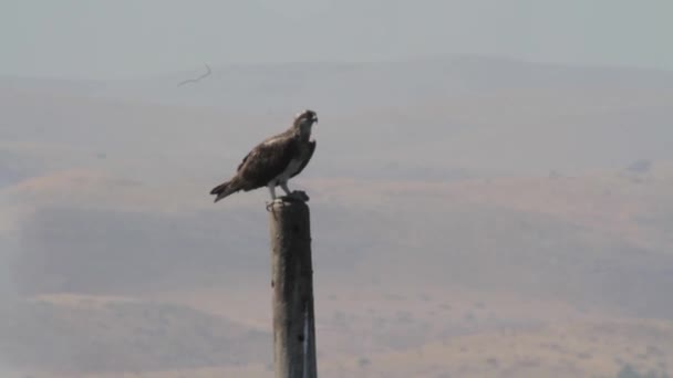 Osprey sitting on pole — Stock Video