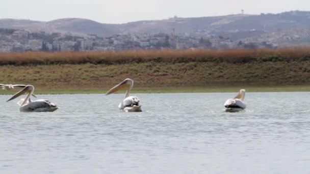 Los pelícanos nadan en el agua — Vídeos de Stock