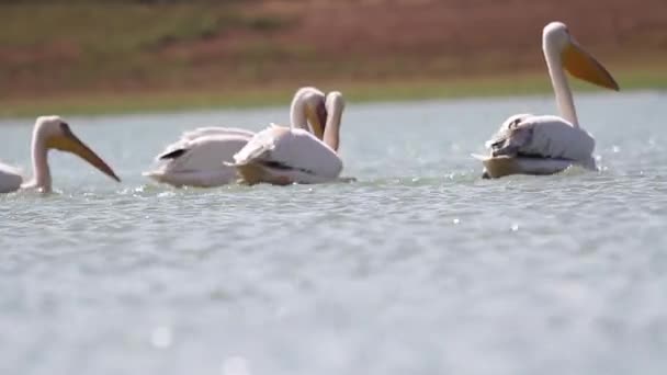 Pelicanos nadam na água — Vídeo de Stock