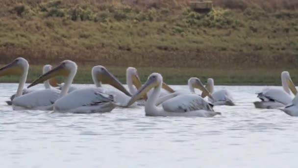 Los pelícanos nadan en el agua — Vídeo de stock
