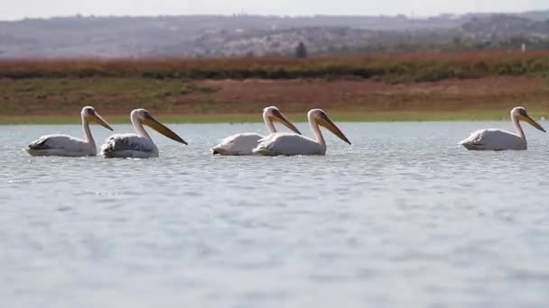 Пелікани плавають у воді — стокове відео