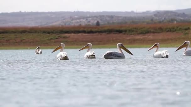 Pelicanos nadam na água — Vídeo de Stock