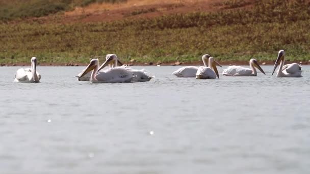 Pelicanos nadam na água — Vídeo de Stock