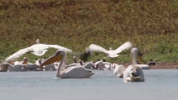 Pelikaner simma i vatten — Stockvideo