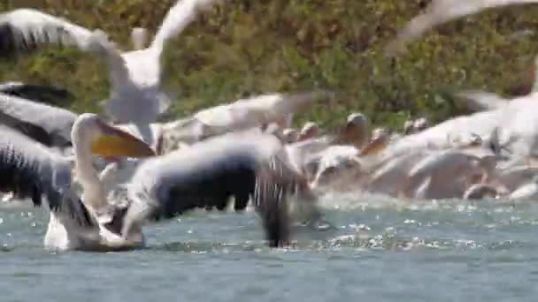 Los pelícanos nadan en el agua — Vídeo de stock