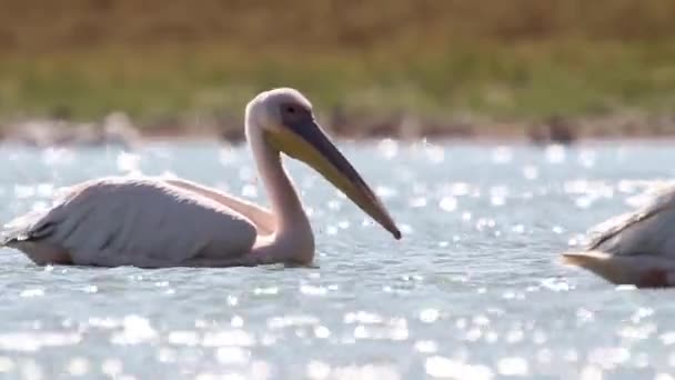 Pelikanen zwemmen in water — Stockvideo