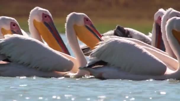 Los pelícanos nadan en el agua — Vídeos de Stock