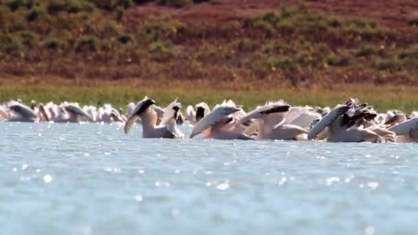 Los pelícanos nadan en el agua — Vídeo de stock