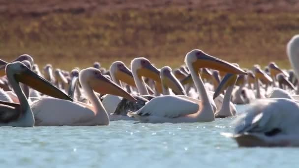 Pelicans swim in water — Stock Video