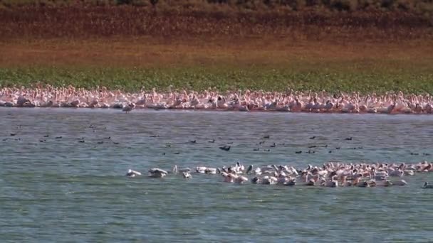 Пелікани плавають у воді — стокове відео