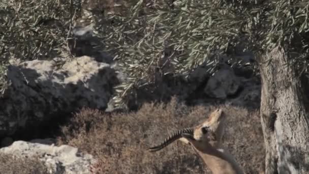 Gazelle manger des feuilles — Video