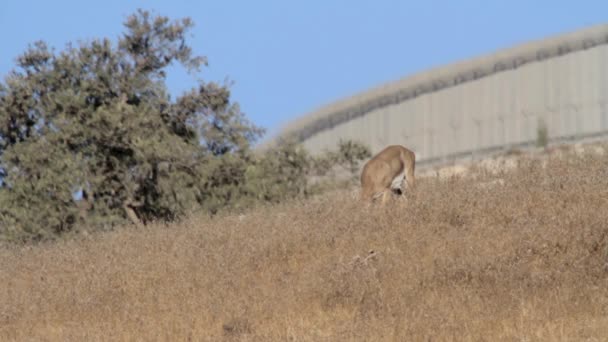 Israeliska berg gaseller — Stockvideo