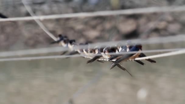 Птахи зібралися на дроті — стокове відео
