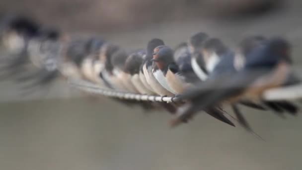 Oiseaux rassemblés sur fil — Video