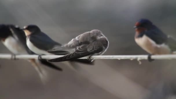 Vogels verzameld op draad — Stockvideo