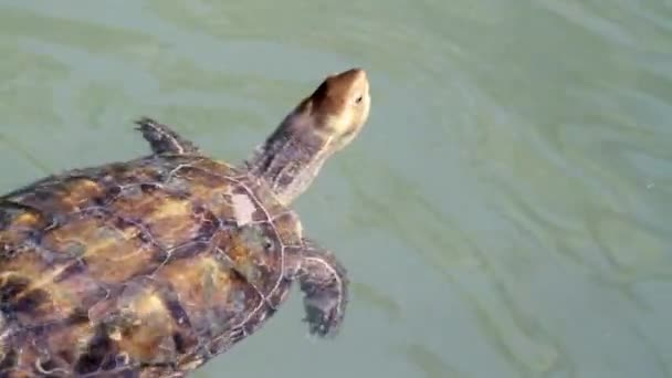 Schildkröte schwimmt im Wasser — Stockvideo