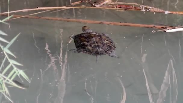 Turtle swimming in water — Stock Video