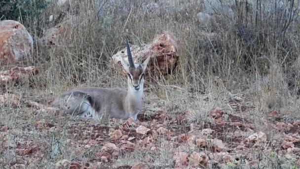 Gazelle acostada en la hierba — Vídeos de Stock
