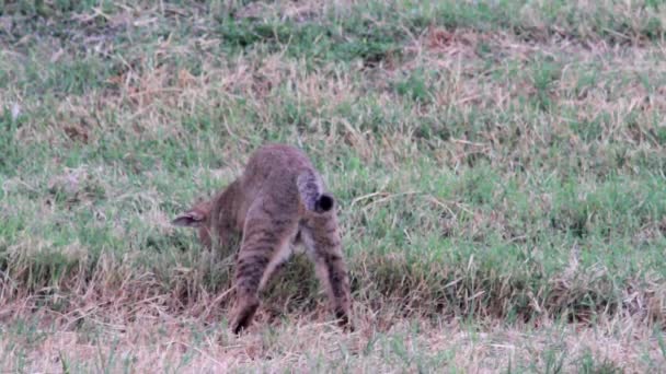 Chasse au chat dans l'herbe — Video