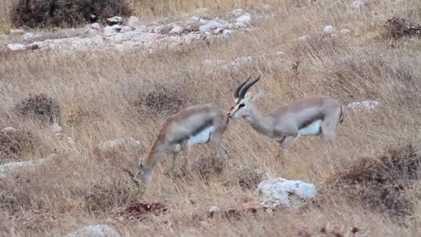 イスラエルの山のガゼル — ストック動画