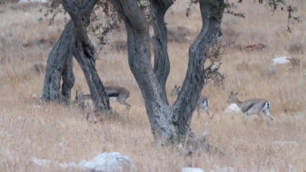 Gazelles de montagne israéliennes — Video