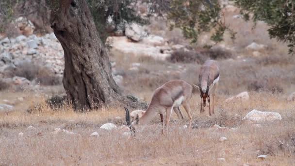 Βουνό ΤΑΕ σίτιση — Αρχείο Βίντεο