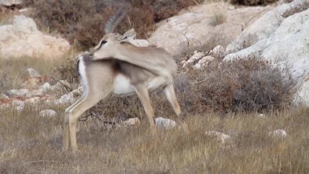 Israeliska berg gasell — Stockvideo