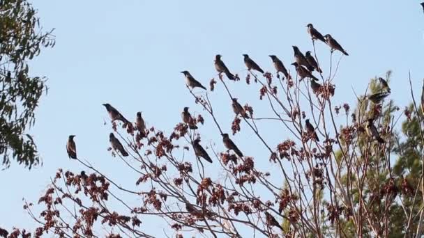 Jackdaw corvos sentados na árvore — Vídeo de Stock