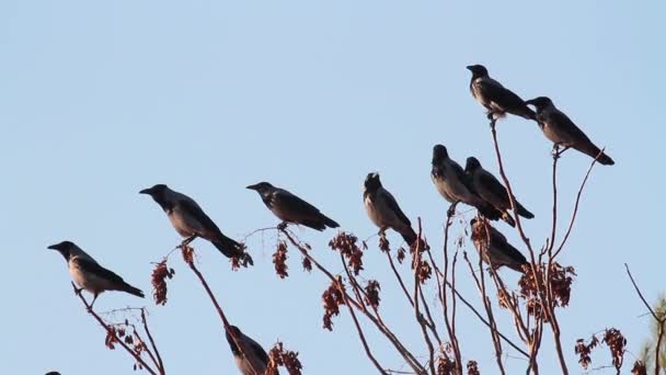 Jackdaw corvos sentados na árvore — Vídeo de Stock