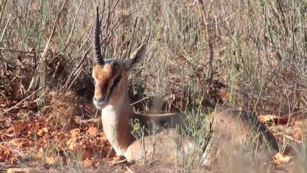 Gazelle lying in grass — Stock Video