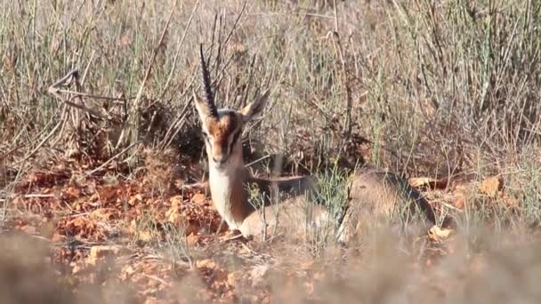 Gazelle couchée dans l'herbe — Video