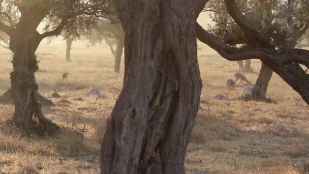 Gazelles de montagne nourrissant — Video