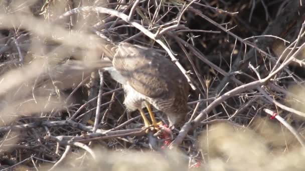 Falcon eating prey — Stock Video