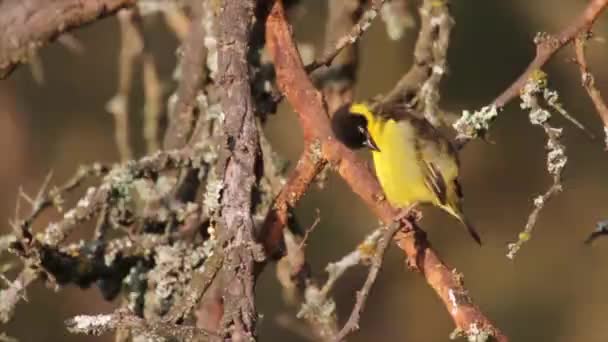 Kleiner Vogel sitzt auf Ast — Stockvideo