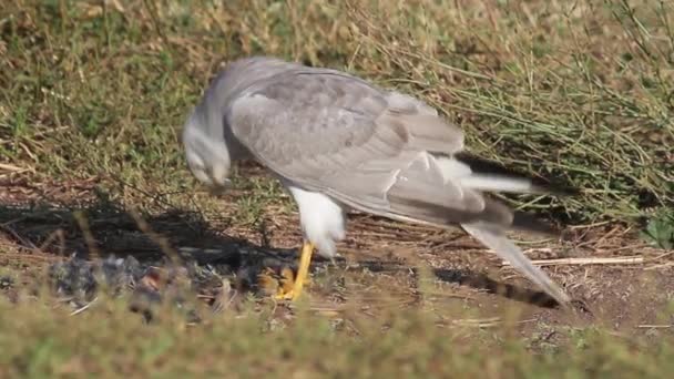 Степной орёл ест голубя — стоковое видео