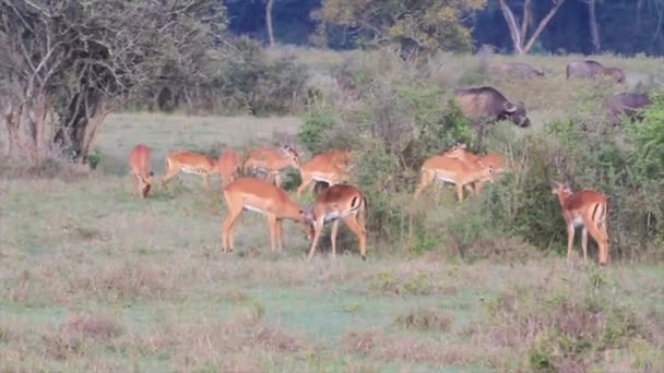 Антилопы кормятся в траве — стоковое видео