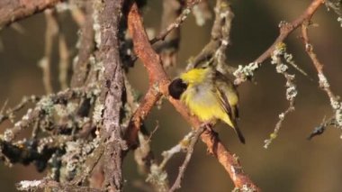 Küçük kuş dalda oturur